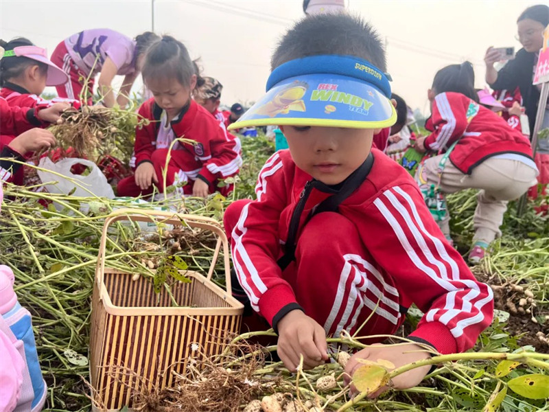 港区冯特幼儿园户外拓展：品秋收之乐，务劳动之美！