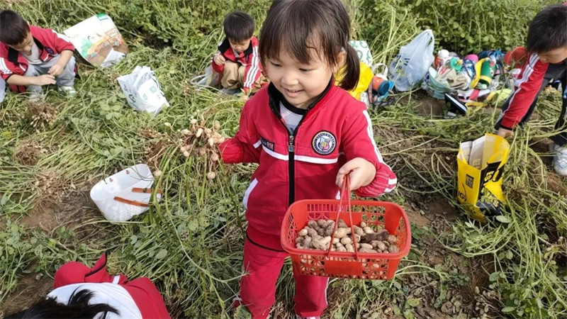 港区冯特幼儿园户外拓展：品秋收之乐，务劳动之美！