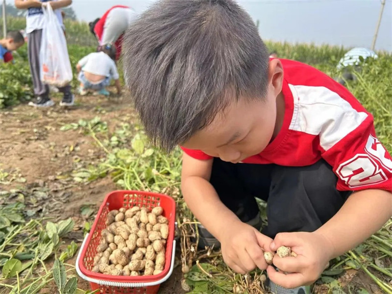 港区冯特幼儿园户外拓展：品秋收之乐，务劳动之美！