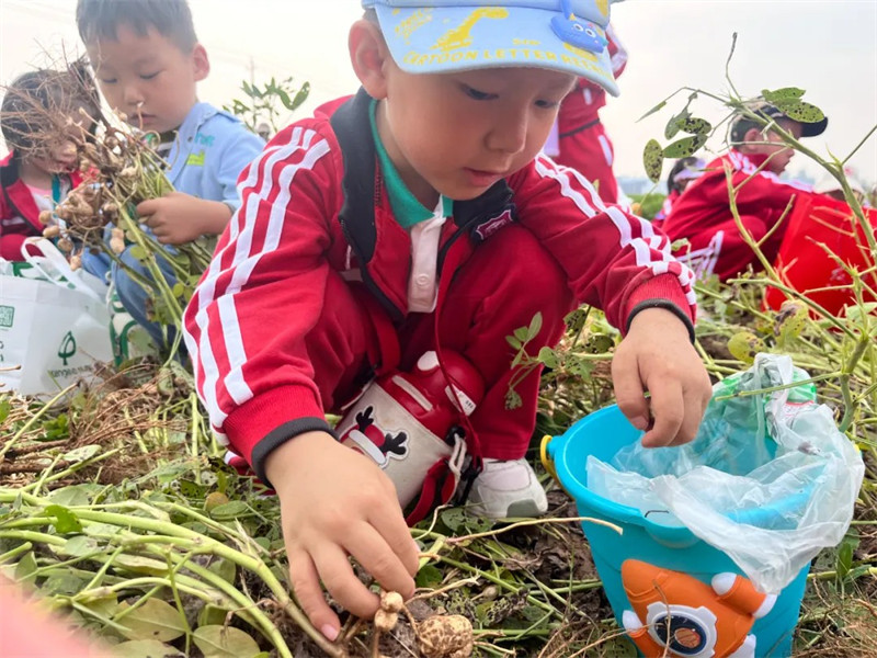 港区冯特幼儿园户外拓展：品秋收之乐，务劳动之美！