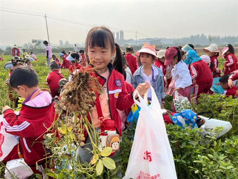 港区冯特幼儿园户外拓展：品秋收之乐，务劳动之美！